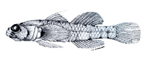 Image of Eviota pseudostigma (False singlespot dwarfgoby)