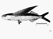 Image of Exocoetus monocirrhus (Barbel flyingfish)