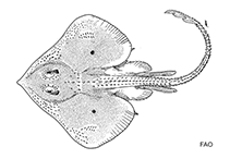 Image of Fenestraja sinusmexicanus (Gulf skate)