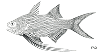 Image of Filimanus perplexa (Splendid threadfin)