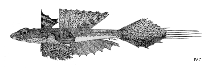 Image of Foetorepus calauropomus (Common stinkfish)