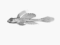 Image of Foetorepus phasis (Bight stinkfish)