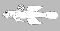 Image of Benthophilus macrocephalus (Caspian tadpole goby)