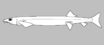 Image of Gonorynchus moseleyi (Beaked sandfish)