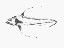 Image of Gadomus capensis 