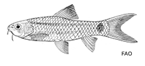 Image of Garra fisheri 