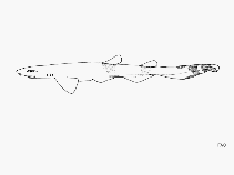 Image of Galeus schultzi (Dwarf sawtail catshark)