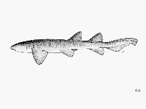 Image of Pseudoginglymostoma brevicaudatum (Short-tail nurse shark)