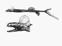 Image of Gigantura indica (Telescopefish)