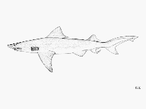 Image of Glyphis glyphis (Speartooth shark)