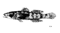 Image of Gobiopsis macrostoma (Longjaw goby)