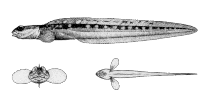 Image of Gymnelus hemifasciatus (Halfbarred pout)