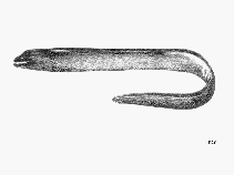 Image of Gymnothorax maderensis (Sharktooth moray)