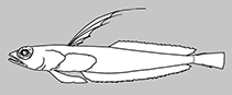 Image of Pteropsaron indicum (Indian signalfish)