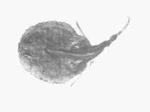 Image of Halieutaea hancocki (Hairy seabat)