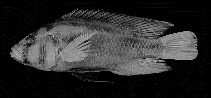 Image of Haplochromis katavi (Katavi mouthbrooder)