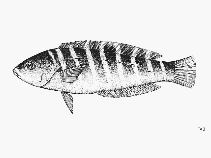 Image of Halichoeres notospilus (Banded wrasse)