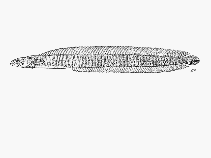 Image of Halidesmus scapularis (Snakelet)