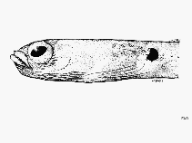 Image of Heteroconger canabus (White-ring garden eel)