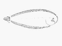 Image of Heteromycteris capensis (Cape sole)