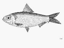 Image of Herklotsichthys dispilonotus (Blacksaddle herring)