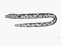 Image of Herpetoichthys fossatus (Mustachioed snake-eel)