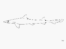 Image of Hemitriakis japanica (Japanese topeshark)