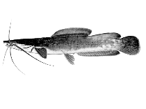 Image of Heterobranchus longifilis (Sampa)