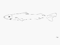 Image of Heteroscymnoides marleyi (Longnose pygmy shark)