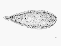 Image of Heteromycteris proboscideus (True sole)