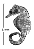 Image of Hippocampus planifrons (Flatface seahorse)
