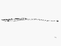 Image of Hippichthys heptagonus (Belly pipefish)