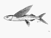 Image of Hirundichthys marginatus (Banded flyingfish)