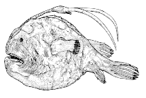 Image of Himantolophus mauli 