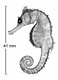 Image of Hippocampus montebelloensis (Monte Bello seahorse)