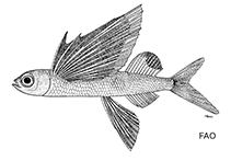 Image of Hirundichthys rondeletii (Black wing flyingfish)