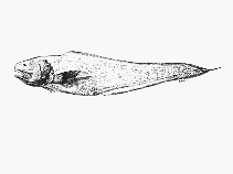 Image of Holcomycteronus digittatus 