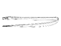 Image of Hoplunnis tenuis (Spotted pike-conger)
