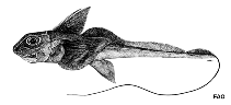 Image of Hydrolagus deani (Philippine chimaera)