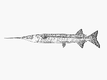 Image of Hyporhamphus improvisus (Shortfin halfbeak)