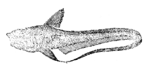 Image of Hymenocephalus lethonemus 