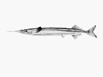Image of Hyporhamphus melanochir (Southern garfish)
