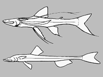 Image of Bathypterois grallator (Tripodfish)