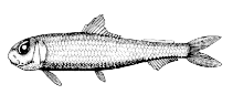 Image of Ichthyococcus elongatus (Slim lightfish)