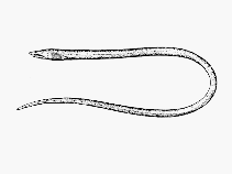 Image of Ichthyapus ophioneus (Surf eel)