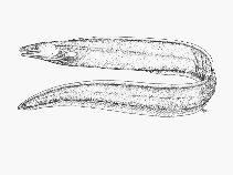 Image of Ilyophis brunneus (Muddy arrowtooth eel)