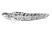 Image of Iluocoetes fimbriatus 