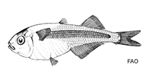 Image of Iso nesiotes (Samoan surf sardine)