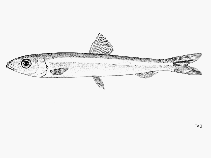 Image of Jenkinsia majua (Little-eye round herring)