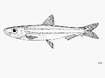 Image of Jenkinsia stolifera (Florida round herring)